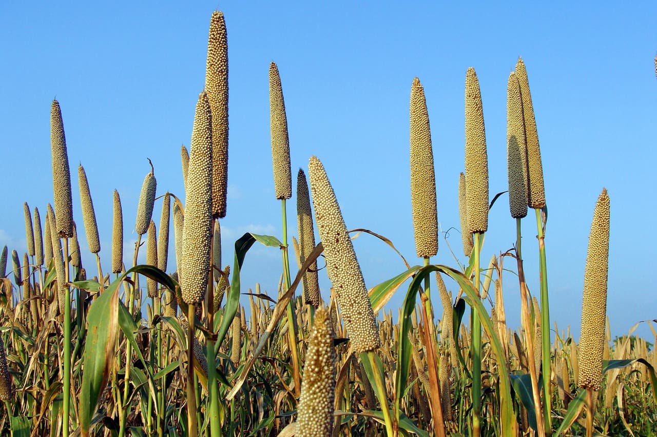 Pearl Millet (Bajra) — Export Grade